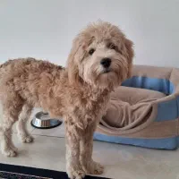 فروش توله پودل اصیل ۶ ماهه