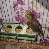 قناری نر سبز جوان ۴ ماهه