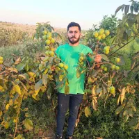 گردو فرنور فرانسه