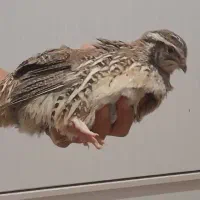 بلدرچین نر ماده گوشتی تخم گذار معاوضه هم دارم