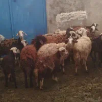 میش وبره افشاری جوان درجه یک