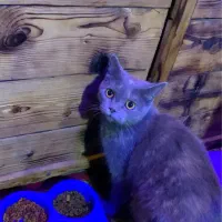 گربه اسکاتیش اصل شجره دار