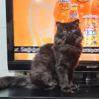 گربه پرشین بلک