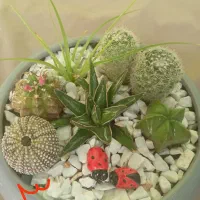 دیش گاردن های زیبا|گل و گیاه طبیعی|جهرم, |دیوار