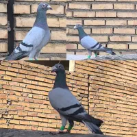 ۵ عدد کفتر سبز و پولیکی المانی اراذل سروکله دار