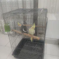 عروس هلندی جفت