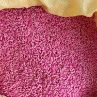 فروش گندم دیم  درجه یک