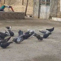 کفتر،کبوتر|پرنده|اصفهان, ارغوانیه|دیوار
