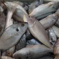 ماهی مخلوطی