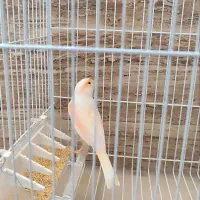 قناری|پرنده|مشهد, کشف|دیوار