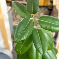 گل اپارتمانی|گل و گیاه طبیعی|شیراز, شیخ علی چوپان|دیوار