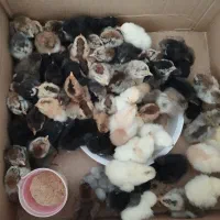 جوجه محلی اصل|حیوانات مزرعه|کازرون, |دیوار