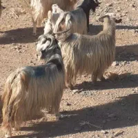 بز  ترکی مودار میش گوسفند معاوضه با میش دارم|حیوانات مزرعه|مشهد مرغاب, |دیوار