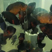 ماهی اسکار و آنجل