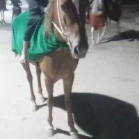 اسب عربی