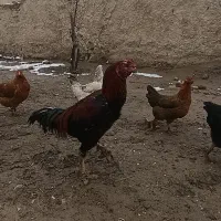 یک عدد خروس لاری اصیل