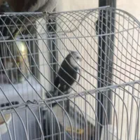 دوتا عروس هلندی