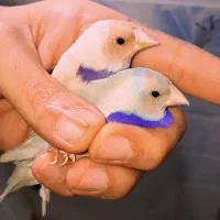 فنچهایه گلدین نرگسی ستاره ای بنگالی9ماهه