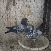 جوجه کفتر عالی|پرنده|ری, جوانمرد قصاب|دیوار