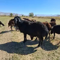 قوچ|حیوانات مزرعه|قره چای, |دیوار