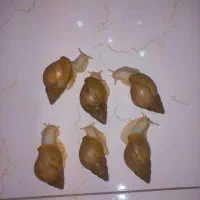 حلزون البینو اچاتینا سفید