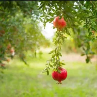 فروش ۱۰تن انار چترود