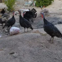 بوقلمون|حیوانات مزرعه|آبپخش, |دیوار