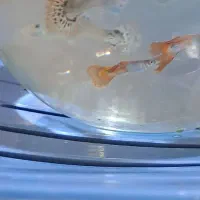 ماهی گوپی|ماهی|مرودشت, ژیان|دیوار