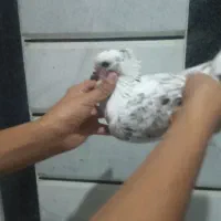 کبوتر بند بند فوق پرش