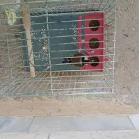 سهره|پرنده|همدان, |دیوار