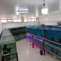 بیش از ۱۳۰ نژاد ماهی اکواریومی در نیشابور|ماهی|نیشابور, دارایی|دیوار