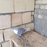 شیرازی|پرنده|سوسنگرد, |دیوار