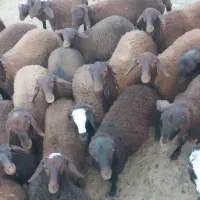 فروش بره نر و ماده