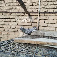 کرز دم سفید نر