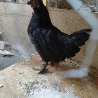 مرغ کوشین و و مرغ سیاه محلی پاپر|حیوانات مزرعه|شیراز, شهرک گلستان|دیوار