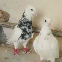 نروماده سینه سیاه کله سرخ و طوقی هفت رنگ|پرنده|مشهد, گلبرگ شمالی|دیوار