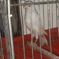 ماده قناری تن نخورده