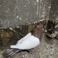 یک عدد سینه سرخ کاردرست|پرنده|تربت جام, مسکن ملی|دیوار