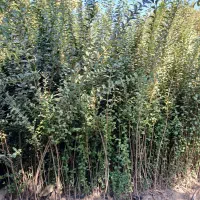 ترون ۲ متری|خدمات باغبانی و درختکاری|فردیس, شهرک ناز|دیوار