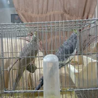 عروس هلندی