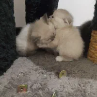 چینچیلا سیلور اسکاتیش بریتیش|گربه|ساری, |دیوار