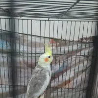 جوجه عروس هلندی