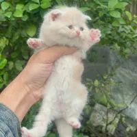 اسکاتیش کارامل