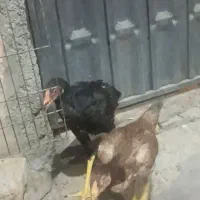 جوجه لاری شیش ماهه