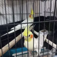 یک جفت عروس هلندی به شرط