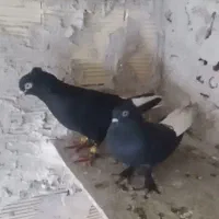کفتر