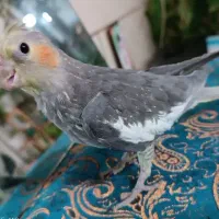 عروس هلندی تازه دون خور شده ۳ماهه|پرنده|شاهینشهر, گرگاب|دیوار