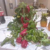 سبد  سیفی جات تزیینی
