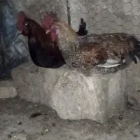 جوجه خروس مهلی