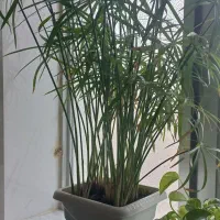 گلهای سرحال|گل و گیاه طبیعی|بناب, |دیوار